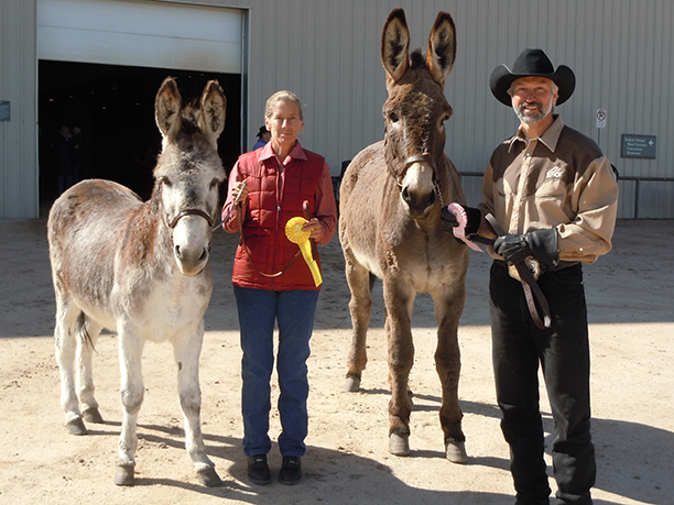 Amy's sister, Karen is showing Pilgrim, and I am showing Pardrer at the Castle Rock Mule & Donkey Show.
